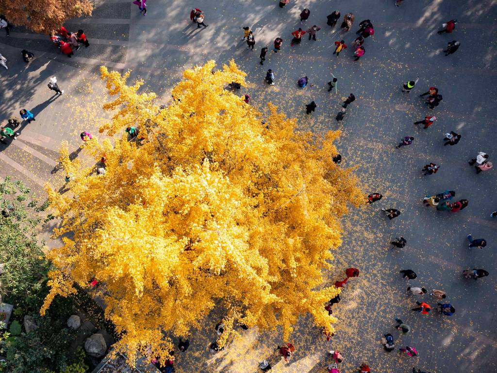 Un fósil viviente que es más antiguo que los dinosaurios y también sobrevivió a una explosión nuclear