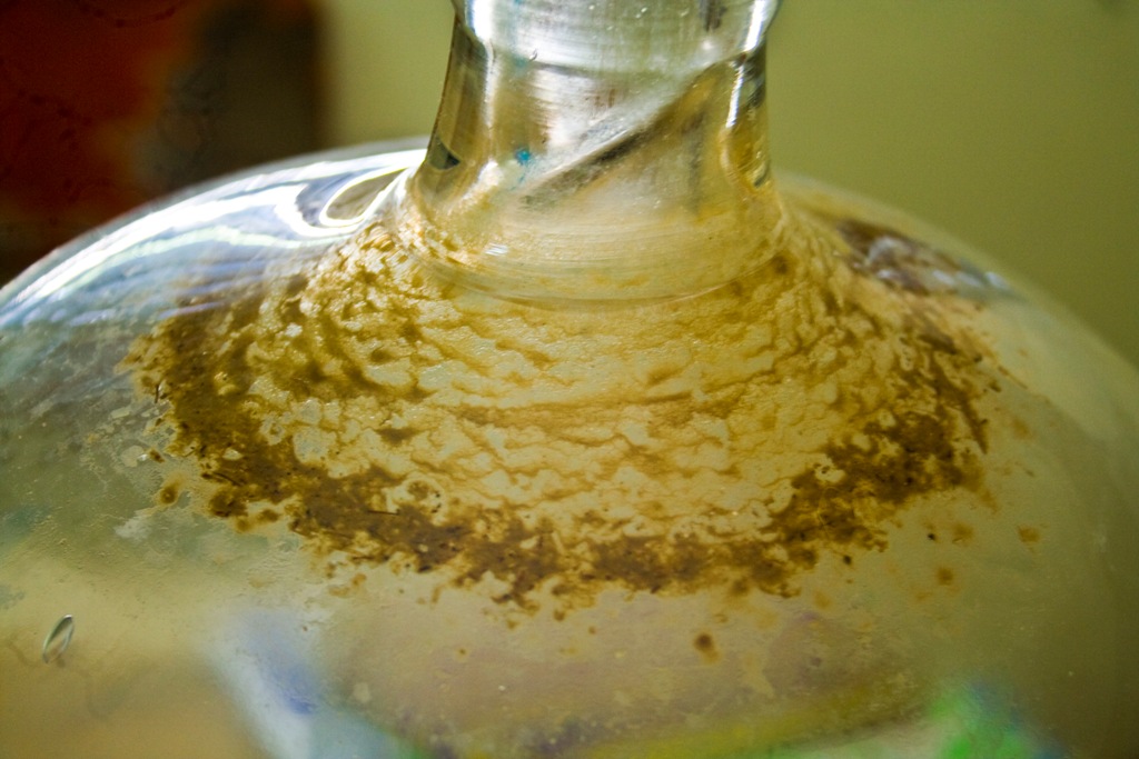 Elefantes en China se dan un festín de vino y terminan desmayados en un jardín