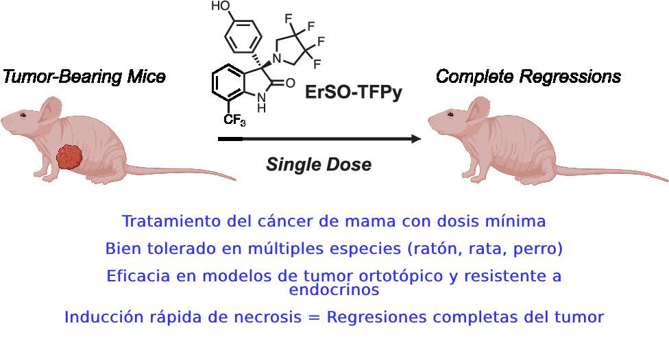 Un nuevo fármaco contra el cáncer de mama elimina tumores en ratones en una sola dosis