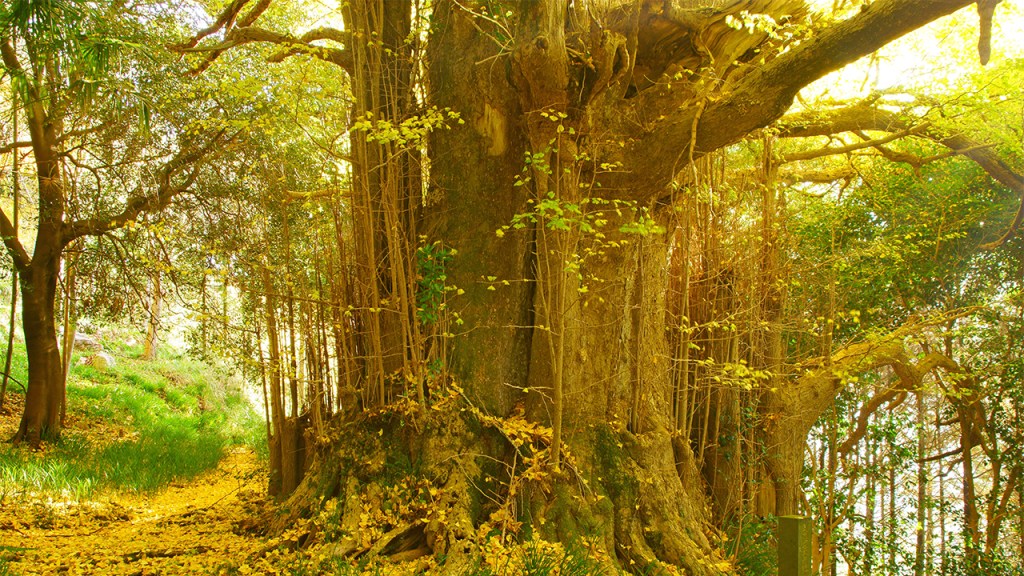 Un fósil viviente que es más antiguo que los dinosaurios y también sobrevivió a una explosión nuclear
