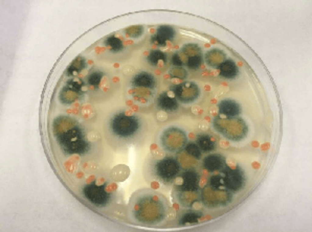 Hongo negro que crece dentro de Chernóbil se alimenta de la radiación gamma mortal