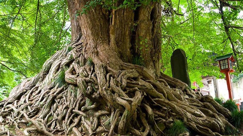 Un fósil viviente que es más antiguo que los dinosaurios y también sobrevivió a una explosión nuclear