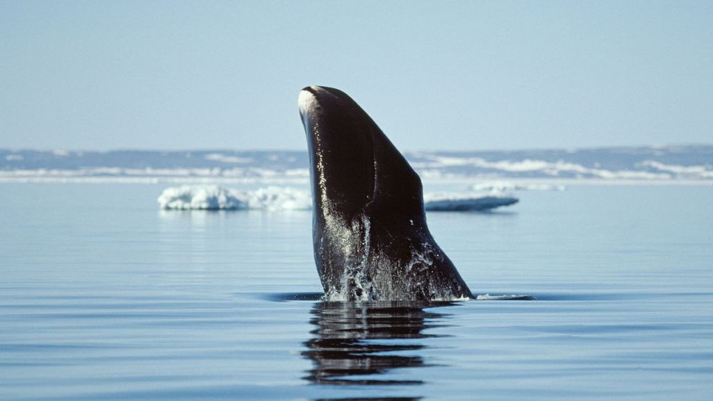 Descubre a los animales más longevos del mundo: algunos ni sabías que existen 4 longevos - longevos