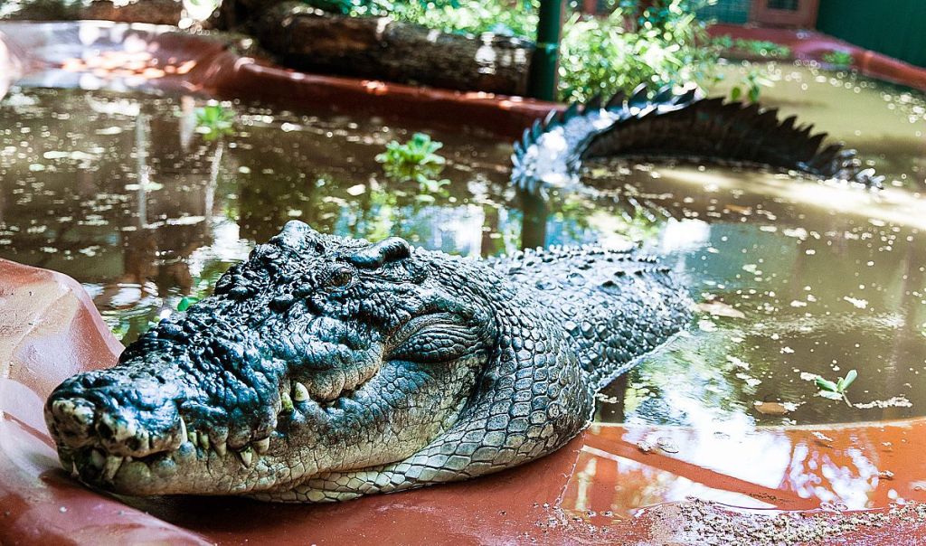 Descubre a los animales más longevos del mundo: algunos ni sabías que existen 1 longevos - longevos