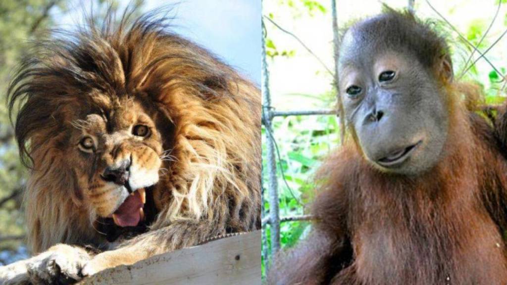 ¿Pueden los animales tener síndrome de Down? La verdad detrás de este popular mito de Internet