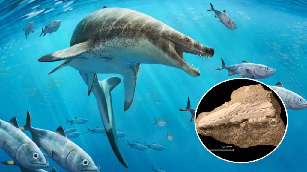 Alerta Roja por el hallazgo de un monstruo marino en Marruecos