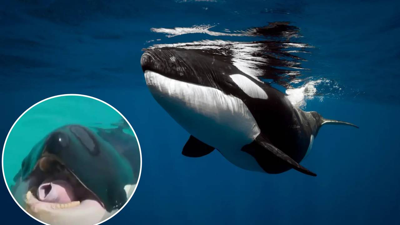 Espeluznante grabación de orcas imitando el habla humano causa terror