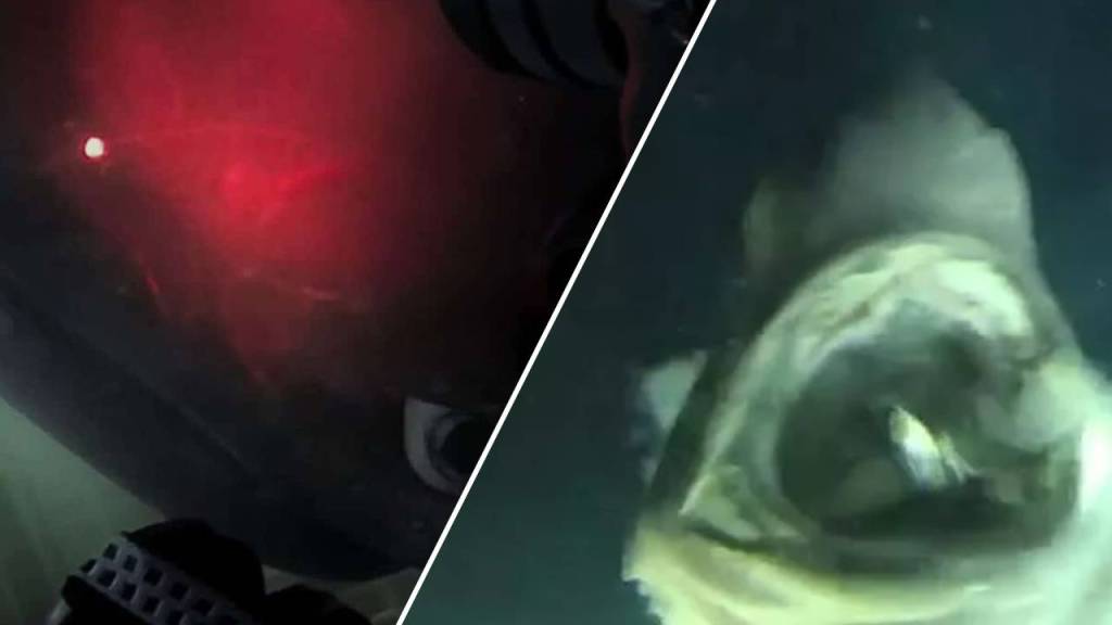 Usuarios atónitos con las imágenes de una criatura prehistórica marina que parece sacada de una película de ciencia ficción