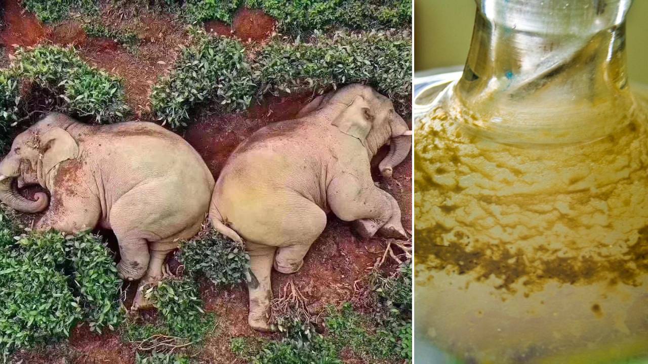 Elefantes en China se dan un festín de vino y terminan desmayados en un jardín