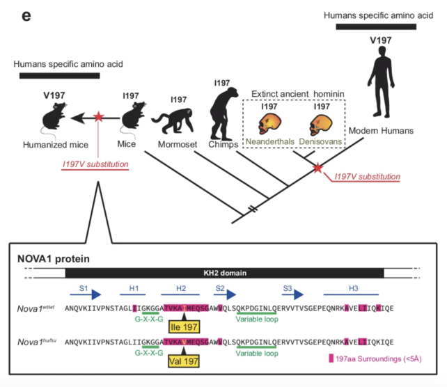 Científicos introducen un gen del lenguaje humano en ratones de laboratorio y cambian su voz