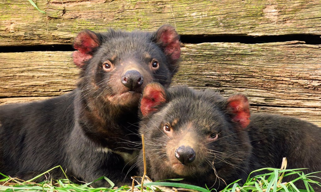 El Demonio de Tasmania regresa tres mil años después