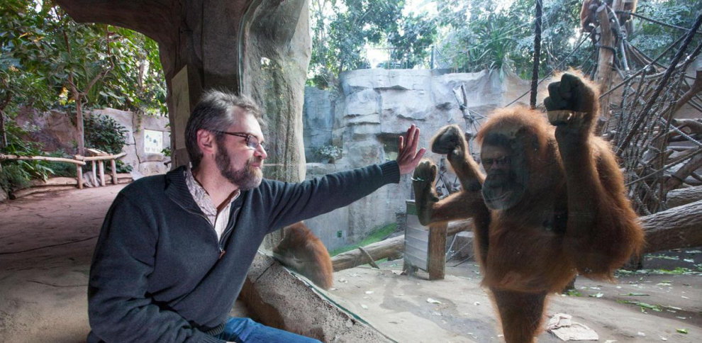 Los bonobos pueden saber cuando un humano ignora algo y guiarlos
