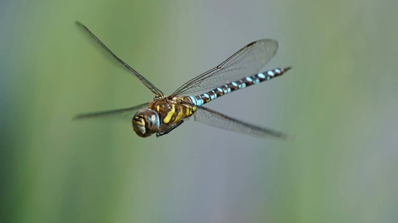 libélulas hembras