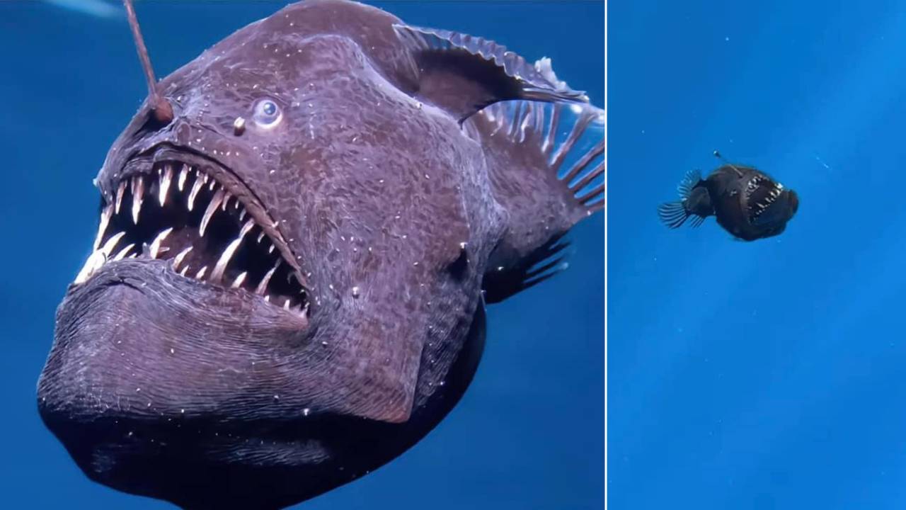 Avistamiento del pez diablo negro en Tenerife sorprende a toda internet