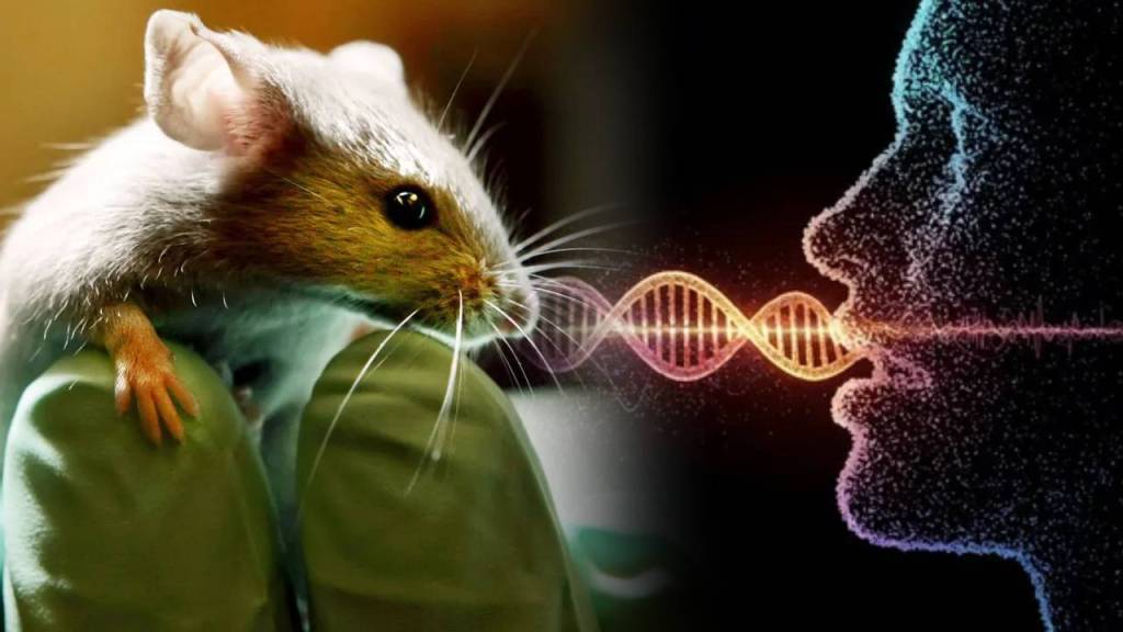 Científicos introducen un gen del lenguaje humano en ratones de laboratorio y cambian su voz