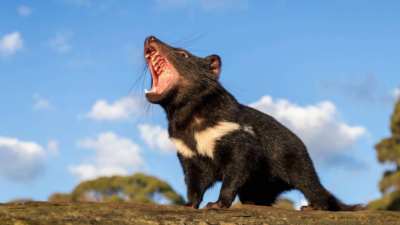 El Demonio de Tasmania regresa tres mil años después