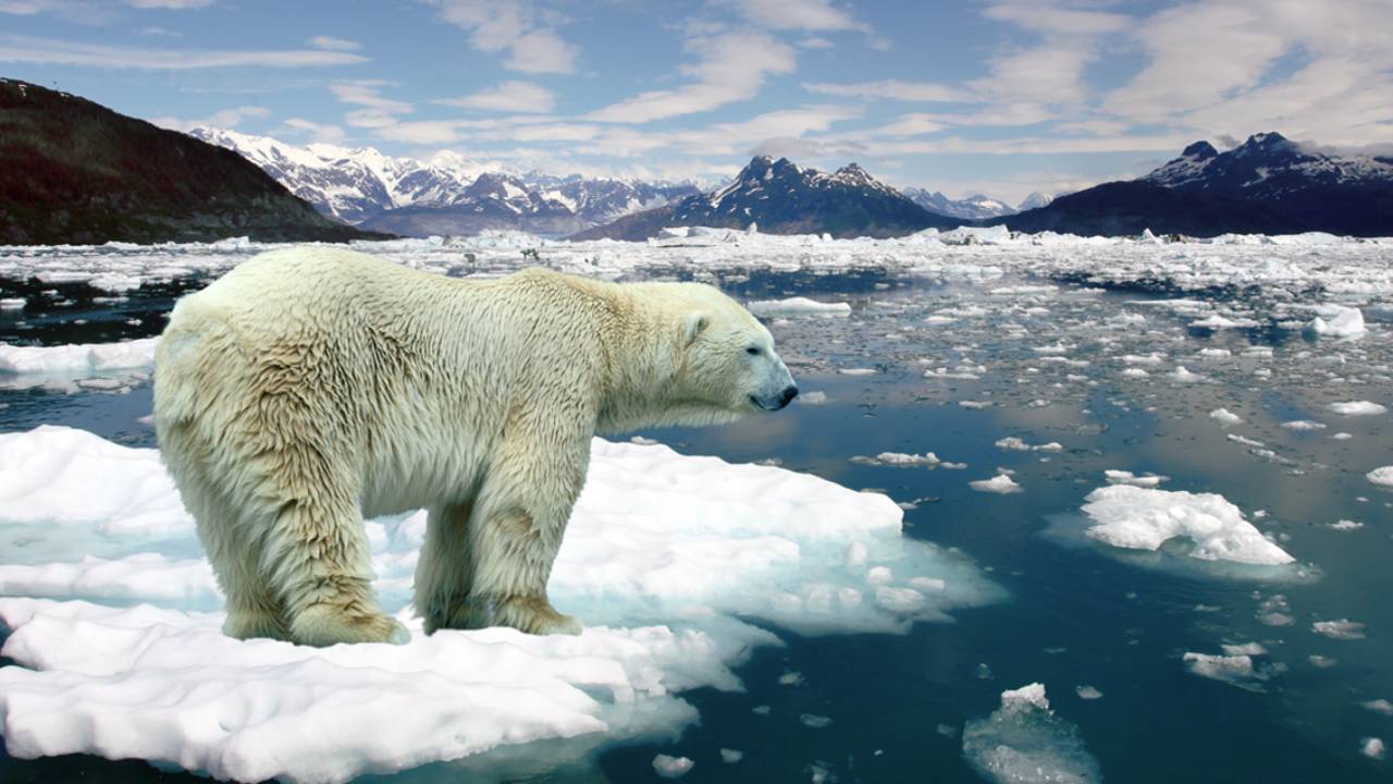 El deshielo del Ártico deja en la puerta de la extinción al oso polar, revela estudio