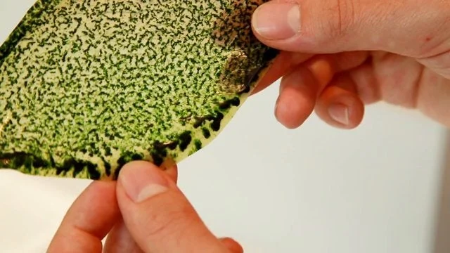 Silk Leaf: La primera hoja biológica artificial que produce oxígeno