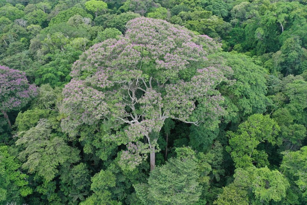 Descubren árboles que prosperan con los rayos por primera vez