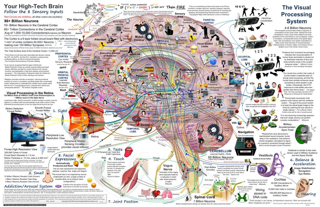 Un revolucionario mapa del cerebro humano: la intersección entre neurociencia e ingeniería