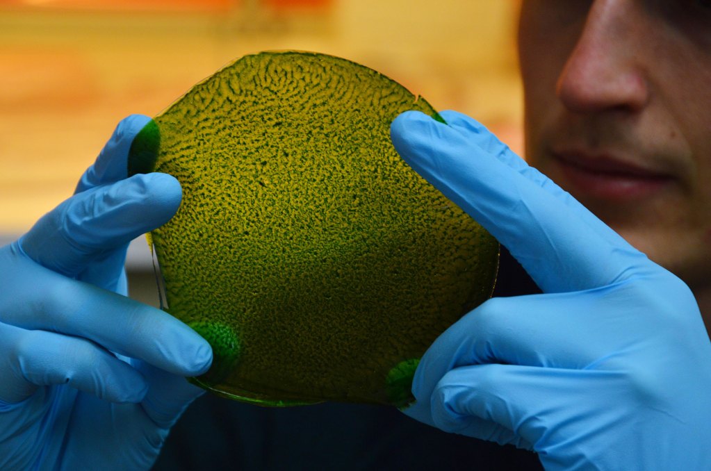 Silk Leaf: La primera hoja biológica artificial que produce oxígeno