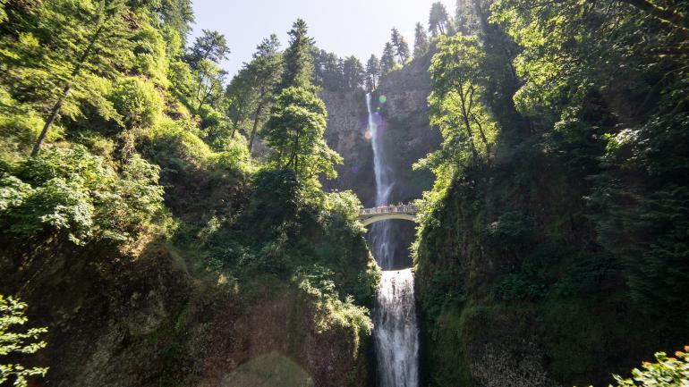 jardines forestales - jardines forestales