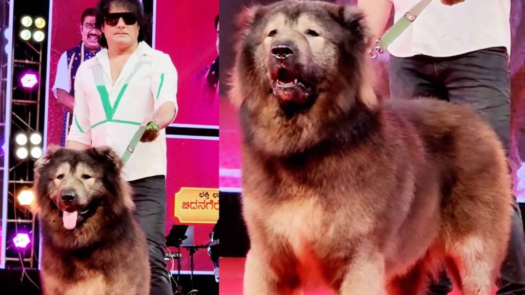 Cadabomb Okami: El perro más caro del mundo se vende por 5,3 millones de euros