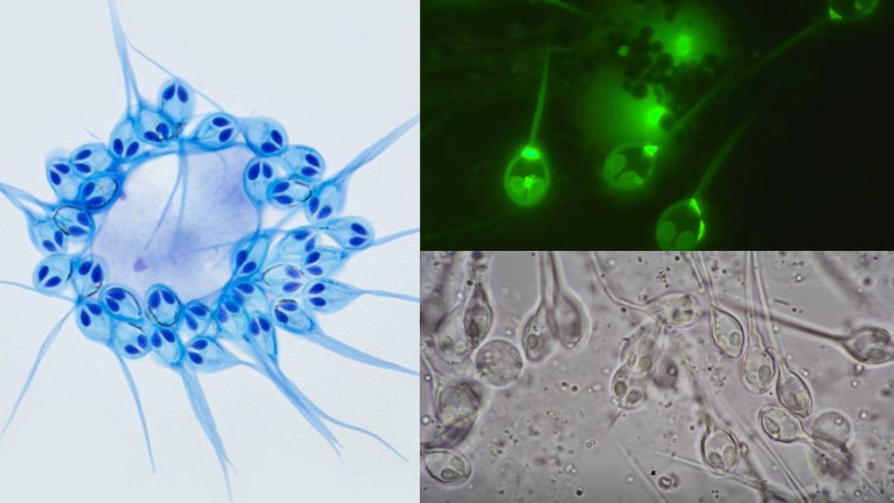 Científicos descubren el primer animal que no respira oxígeno