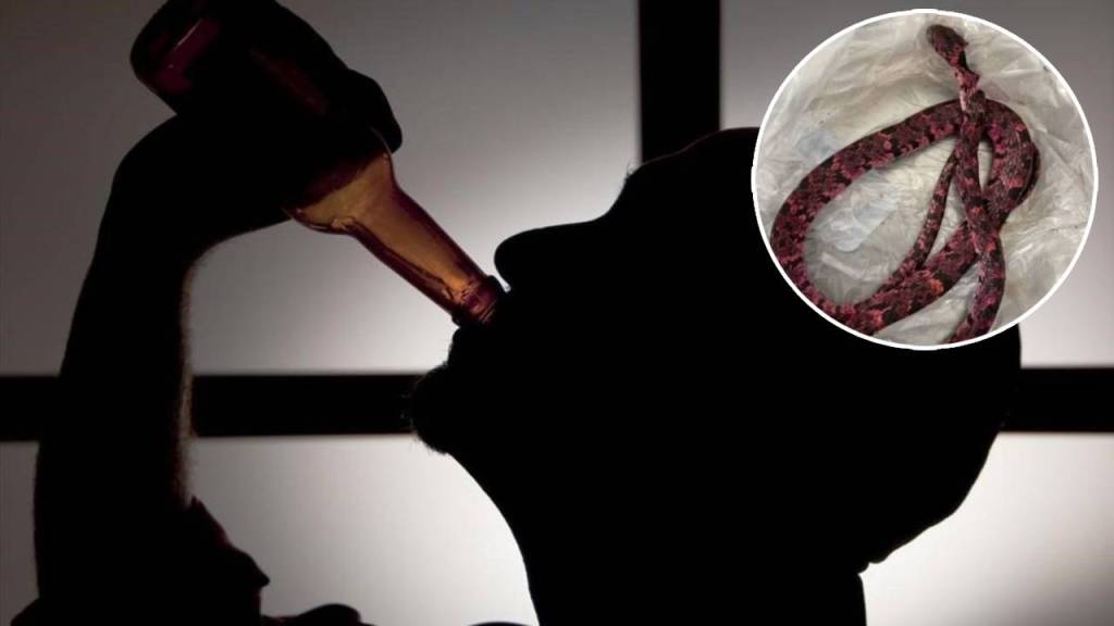 Hombre vomita una serpiente tras ingerirla en estado de ebriedad