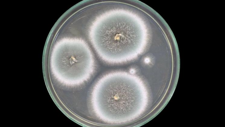 Las infecciones por hongos están aumentando y la gente está empezando a fallecer