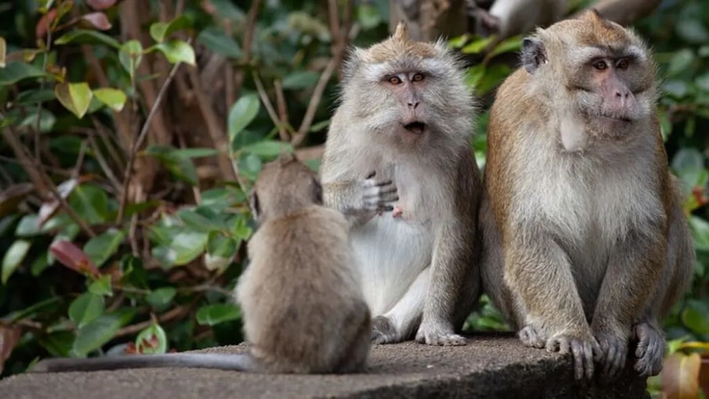 Monos infectados con ébola se han curado con una píldora