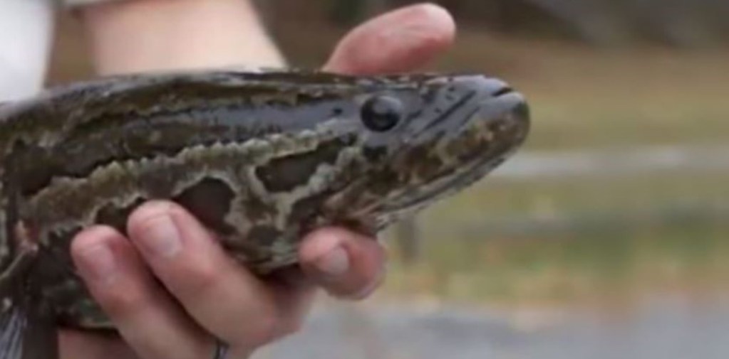 Invasión de peces que “caminan y respiran” fuera del agua causan alarma en Estados Unidos