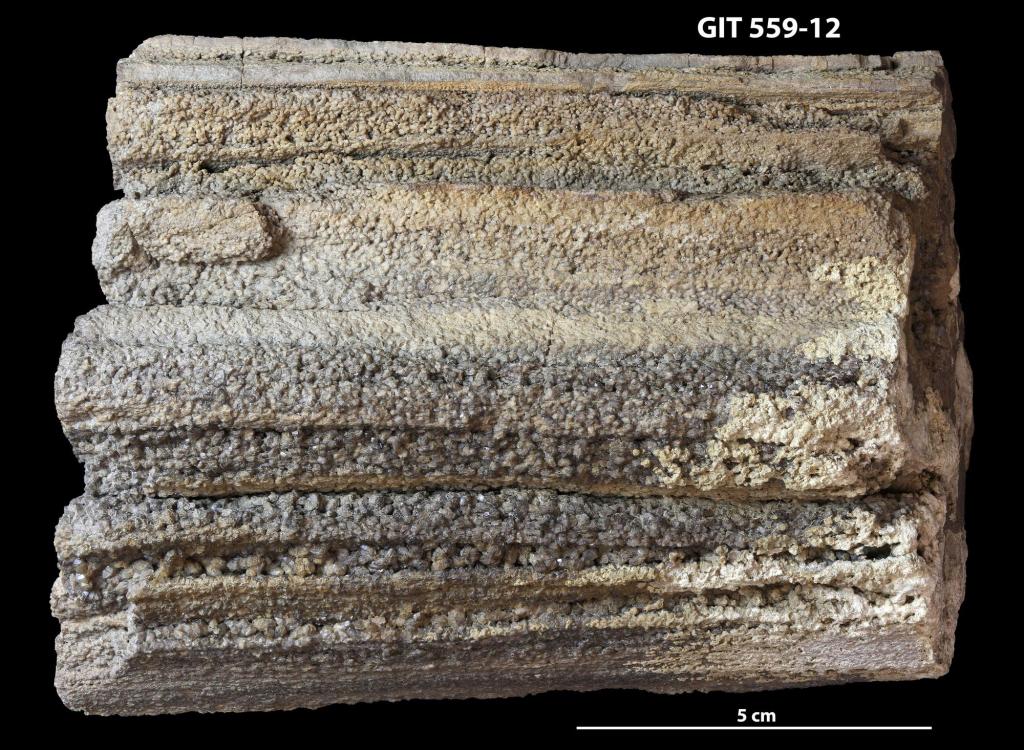 Encuentran un fósil de una extraña forma de vida diferente a nada vivo hoy en día