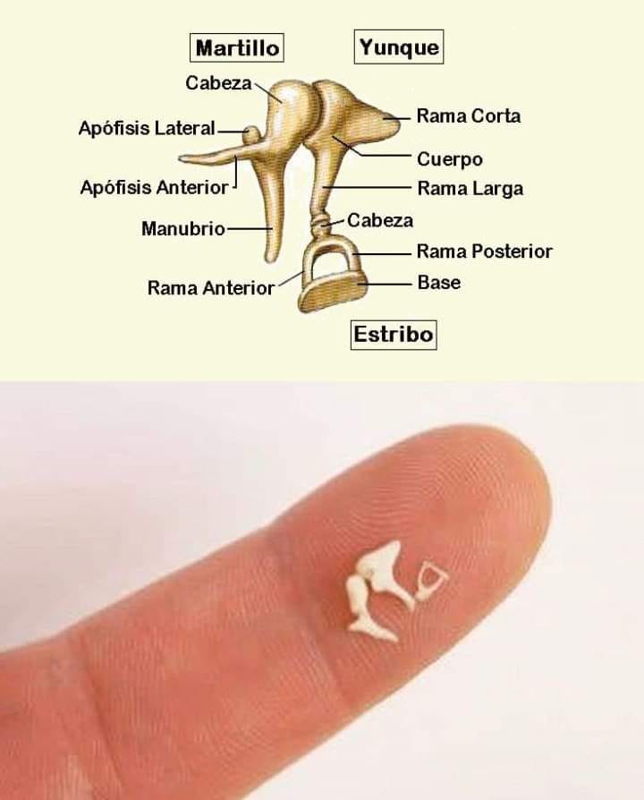 Científicos hacen el primer trasplante de oído medio del mundo utilizando huesos impresos en 3D