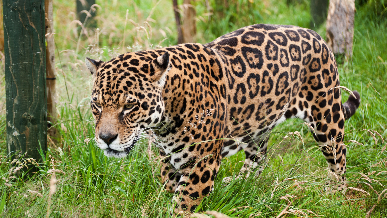 jaguar