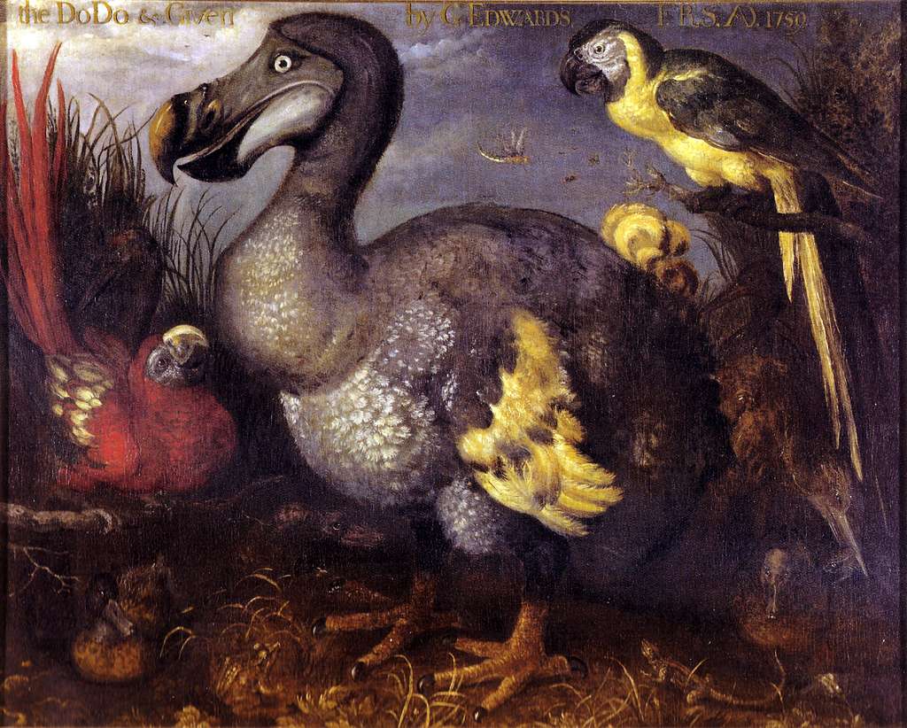 dodo - dodo