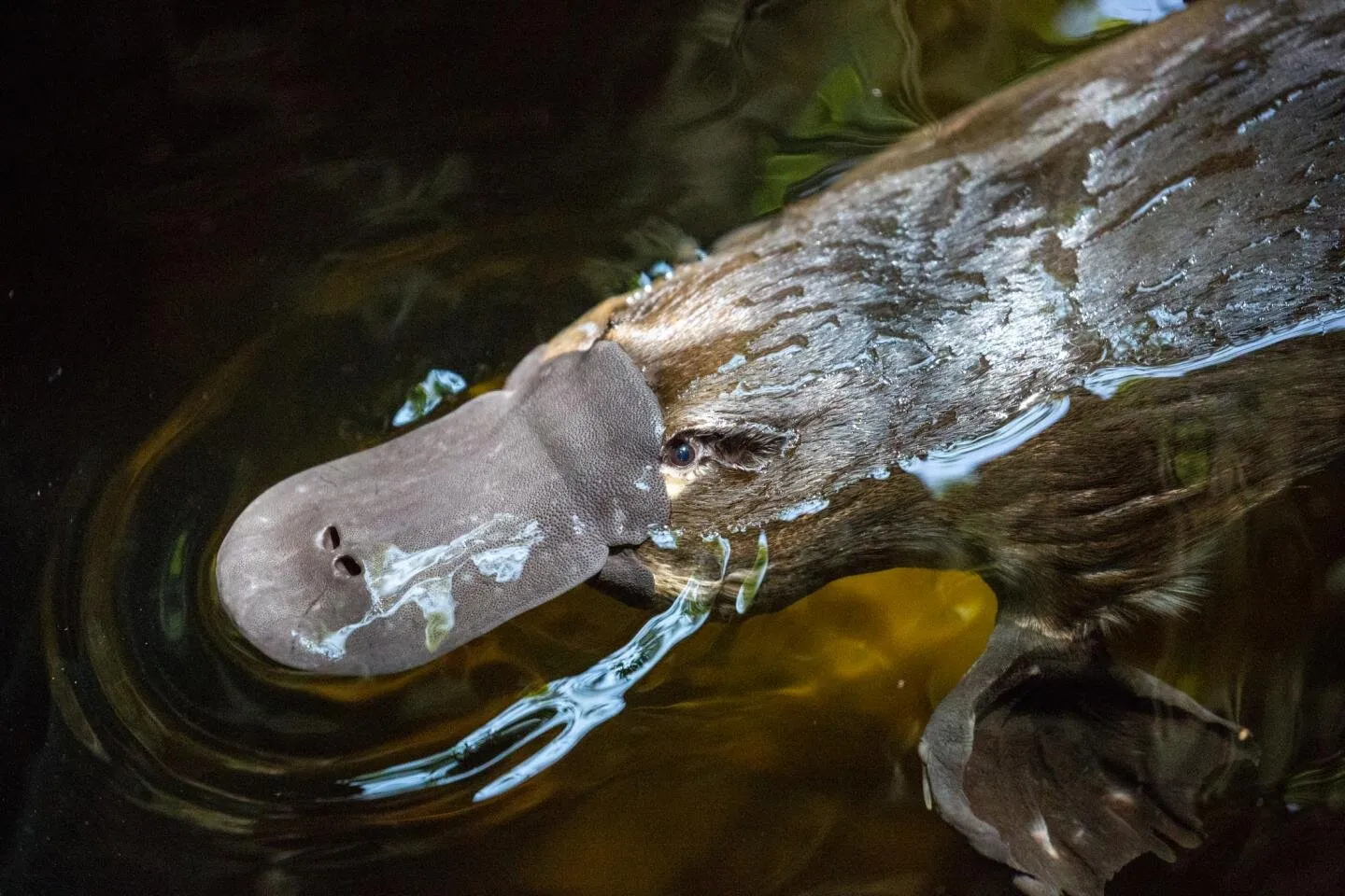 Discover Why the Platypus is So Strange, with Genetic Analysis