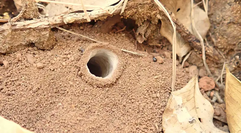 arañas,especies - arañas