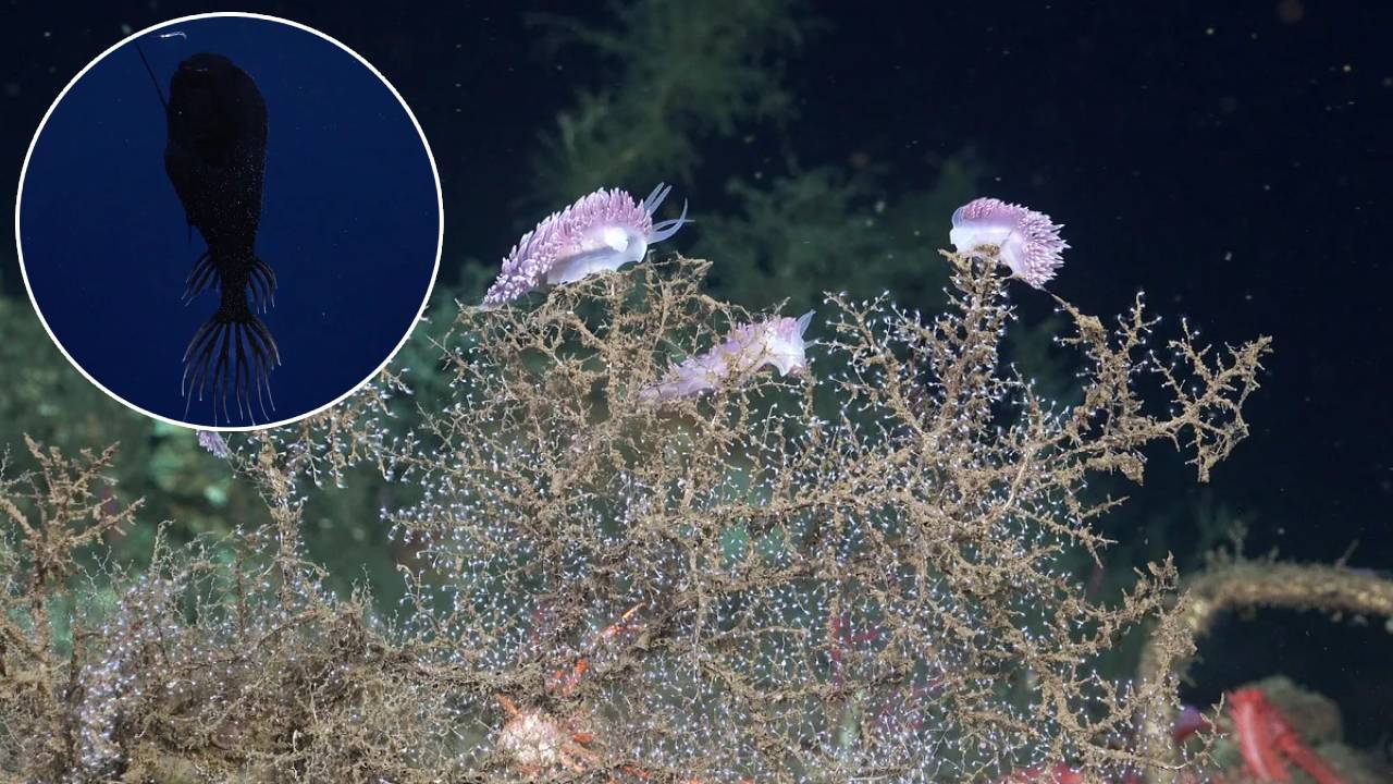 Descubren decenas de especies rara y nunca antes vistas en las profundidades del Pacífico