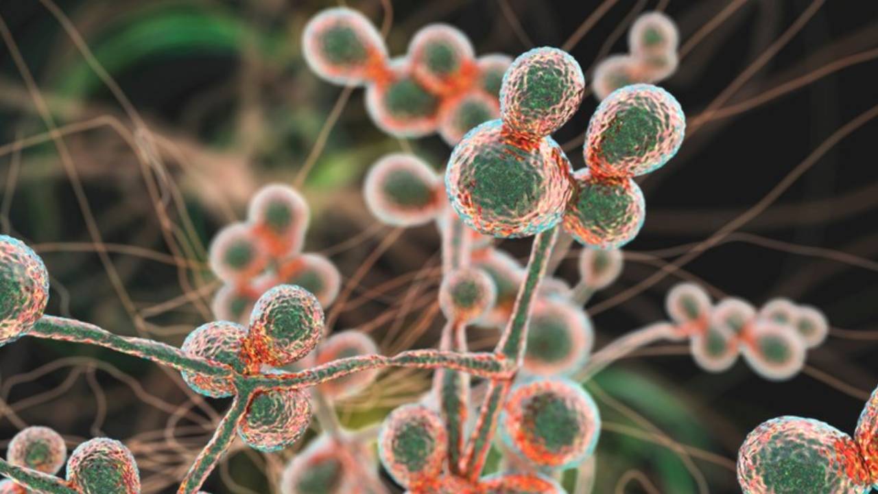 Las infecciones por hongos están aumentando y la gente está empezando a fallecer