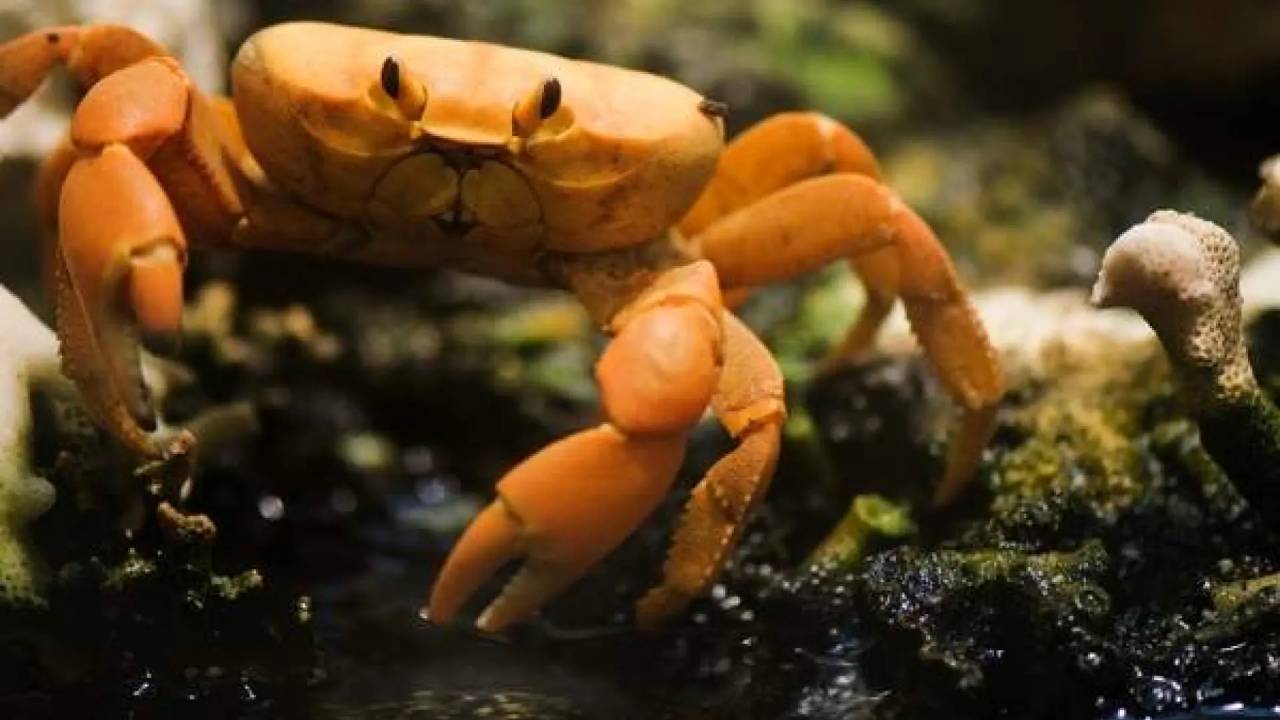 Los cangrejos sienten dolor: un estudio revela pruebas en su cerebro