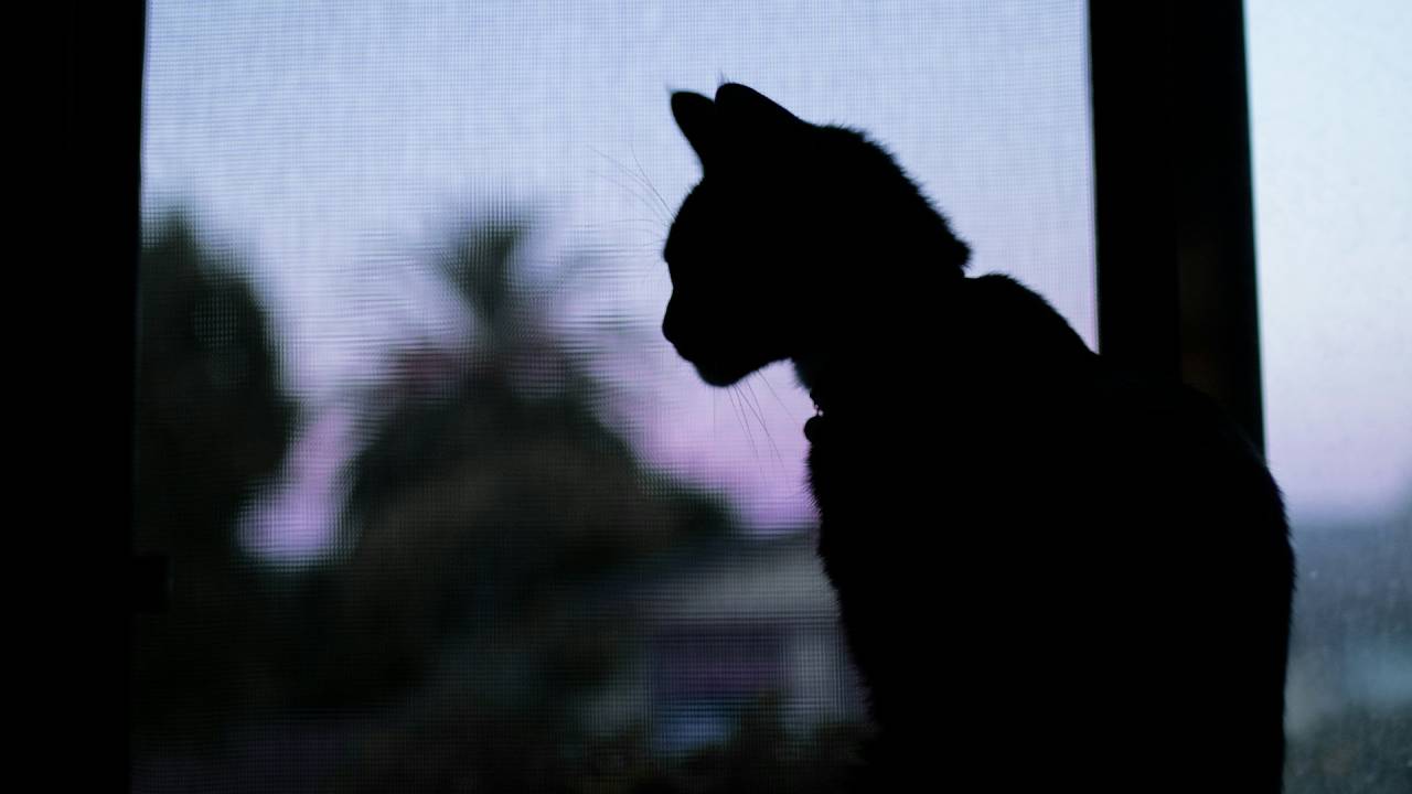 Un nuevo color de gatos desafía las expectativas genéticas