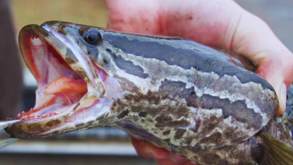 Invasión de peces que “caminan y respiran” fuera del agua causan alarma en Estados Unidos