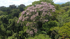 árbol - árbol