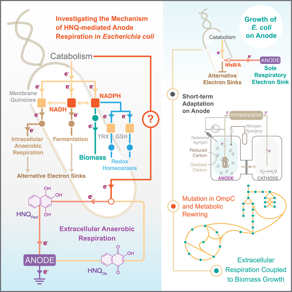Descubren bacterias que respiran electricidad en lugar de aire y desconciertan a los científicos