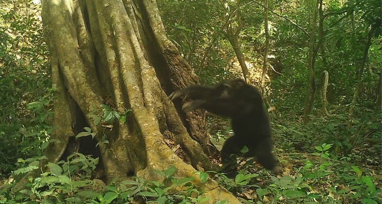 Chimpancés en Guinea-Bissau han encontrado una forma de comunicarse a distancia