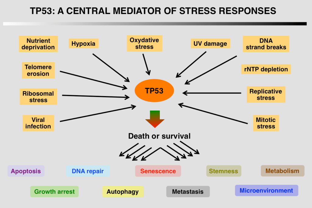 elefantes,anticáncer - elefantes