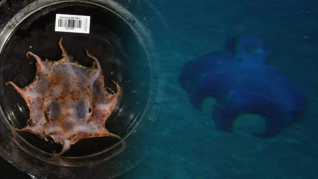 Una nueva especie de pulpo flapjack que cambia de forma descubierto en las profundidades de Australia