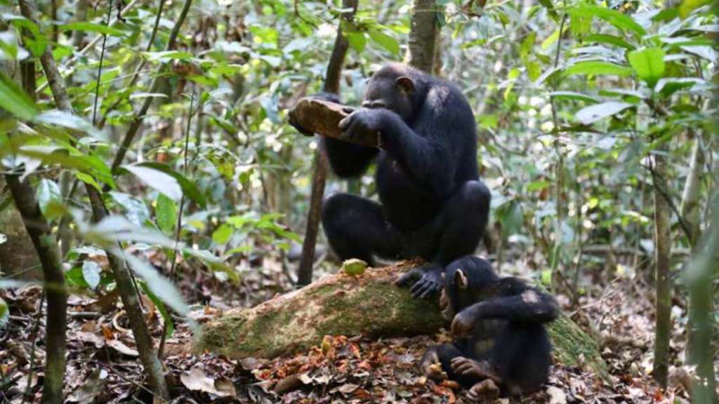 Chimpancés en Guinea-Bissau han encontrado una forma de comunicarse a distancia