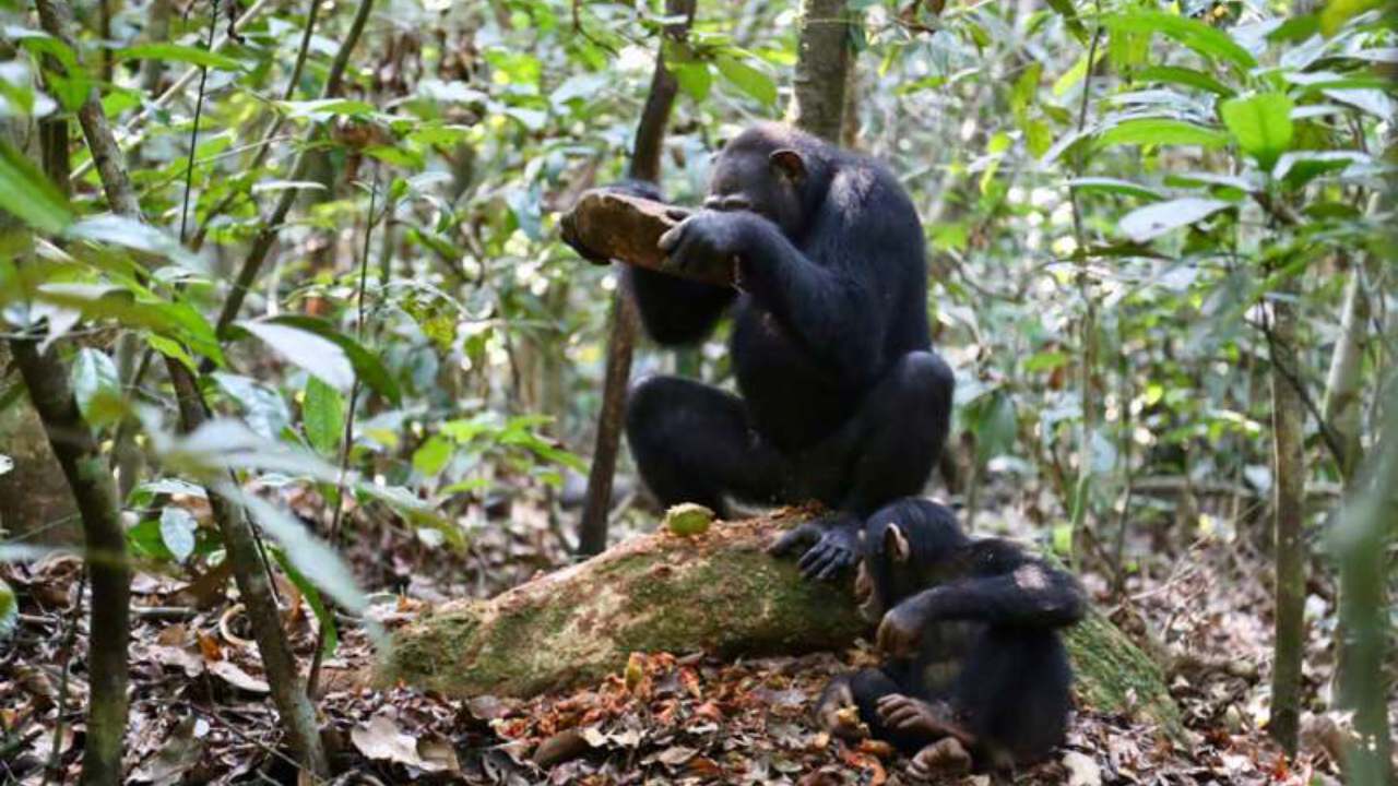 Chimpancés en Guinea-Bissau han encontrado una forma de comunicarse a distancia